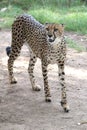 Cheetah Wild Cat Royalty Free Stock Photo