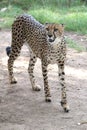 Cheetah Wild Cat