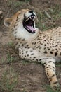 Cheetah Wild Cat Teeth Royalty Free Stock Photo