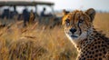 Cheetah wild cat in yellow grass and car with tourists on safari summer holiday background.Macro.AI Generative Royalty Free Stock Photo