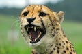 Cheetah - Wildlife Park Royalty Free Stock Photo