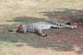 Cheetah (Acinonyx jubatus) resting in the shade Royalty Free Stock Photo