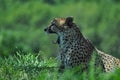 Cheetah Yawn Royalty Free Stock Photo