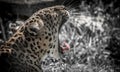 Cheetah Yawn at the Zoo Royalty Free Stock Photo