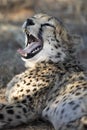 Cheetah yawning Royalty Free Stock Photo