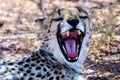 Cheetah yawning Royalty Free Stock Photo