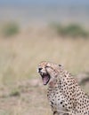 Cheetah in Masai Mara Game Reserve, Kenya Royalty Free Stock Photo
