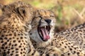 Cheetah Yawning Royalty Free Stock Photo