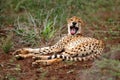 Cheetah yawning in South Africa Royalty Free Stock Photo