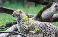 Cheetah young Royalty Free Stock Photo