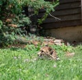 Cheetah in Zoo Olomouc, Czech republic Royalty Free Stock Photo