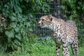 Cheetah in Zoo Olomouc, Czech republic Royalty Free Stock Photo