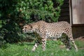 Cheetah in Zoo Olomouc, Czech republic Royalty Free Stock Photo