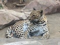 Cheetah zoo wild animal polka dots Royalty Free Stock Photo