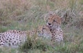 A cheetah tenderly grooms his brother with his tongue increasing their social bond as they rest in the grass of the wild masai