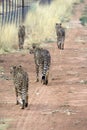 Cheetahs Royalty Free Stock Photo