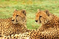 Cheetahs Royalty Free Stock Photo