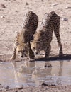 Cheetahs Royalty Free Stock Photo