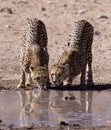 Cheetahs Royalty Free Stock Photo