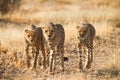 Cheetahs Royalty Free Stock Photo