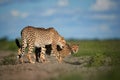 Cheetahs, Acinonyx jubatus, sitting in high grass in savanna, staring directly at camera. Wildlife scene. Typical savanna