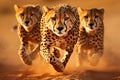 Cheetahs in action. thrilling hunt as majestic predators pursue antelope through african savannah Royalty Free Stock Photo