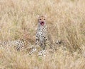 Cheetahs afrer a successful Hunt Royalty Free Stock Photo