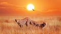 Cheetahs in the African savannah at sunset. Wild life of Africa Royalty Free Stock Photo