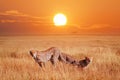 Cheetahs in the African savannah at sunset. Wildlife of Africa Royalty Free Stock Photo