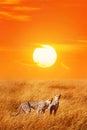 Cheetahs against sunset in the Serengeti National Park. Africa.