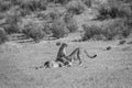 Cheetahs with a baby Springbok kill. Royalty Free Stock Photo