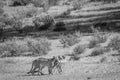 Cheetahs with a baby Springbok kill. Royalty Free Stock Photo