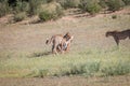 Cheetahs with a baby Springbok kill. Royalty Free Stock Photo