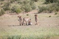 Cheetahs with a baby Springbok kill. Royalty Free Stock Photo