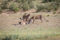 Cheetahs with a baby Springbok kill. Royalty Free Stock Photo