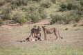 Cheetahs with a baby Springbok kill. Royalty Free Stock Photo