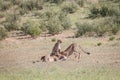 Cheetahs with a baby Springbok kill. Royalty Free Stock Photo