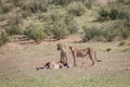 Cheetahs with a baby Springbok kill. Royalty Free Stock Photo