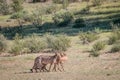 Cheetahs with a baby Springbok kill. Royalty Free Stock Photo