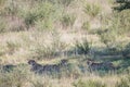 Cheetahs with a baby Springbok kill. Royalty Free Stock Photo