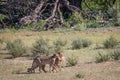 Cheetahs with a baby Springbok kill. Royalty Free Stock Photo