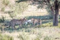 Cheetahs with a baby Springbok kill. Royalty Free Stock Photo