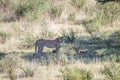 Cheetahs with a baby Springbok kill. Royalty Free Stock Photo