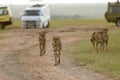 Cheetahs, coalition brothers, Acinonyx jubatus, Masai mara, Kenya, Africa
