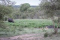 Cheetahs in a drainage line looking at a Buffalo