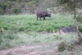 Cheetahs in a drainage line looking at a Buffalo