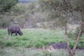 Cheetahs in a drainage line looking at a Buffalo