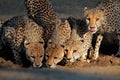 Cheetahs drinking water Royalty Free Stock Photo