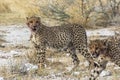 Cheetahs after eating with blood in mouth, Etosha Park Royalty Free Stock Photo