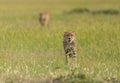 Cheetahs on a hunt, Maasai Mara, Kenya, Africa Royalty Free Stock Photo